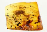 Fossil Planthopper, Gnats, Wasps, Mite, Springtail, and Aphid in Amber #292427-1